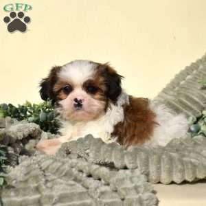 Buddy, Shih Tzu Puppy